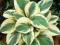 Hosta 'Pilgrim' - Funkia DWU-BARWNY KARZEŁ !!! !!!