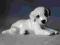 Rosenthal FIGURKA pies foxterrier szczeniak 1980r
