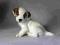 Rosenthal FIGURKA pies foxterrier szczeniak 1937r