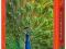 Puzzle 1000 Castorland 102594 Paw - Peacock