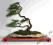 Sztuczne drzewko Bonsai Zokei Cedr - 41cm