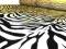 Tkanina Zebra Materiał Animals na poduszki meble