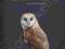 BARN OWL David Chandler