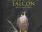 PEREGRINE FALCON Patrick Stirling-Aird