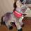 ŚLICZNY OSIOŁEK JAK ŻYWY  UNI TOYS  26CM