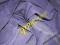 TKANINA koszula bluzka sukienka materiał 100x168