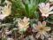 22 Lewisia longipetala Little Peach / Lewizja