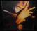 Terence Trent D'arby's - Neither fish nor flesh