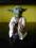 Star Wars Yoda ep.V bust Gentle Giant