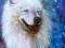 Samoyed obraz 50 x 70 akryl, Święcicki