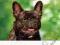 FRENCH BULLDOG Lisa Ricciotti