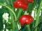 *PAPRYKA HOT CHILI RED CHERRY LARGE SELEKCJONOWANE