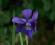 IRYS SYBERYJSKI - fioletowy