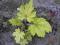 żurawka Heuchera  zielono-żólta  sadzonki