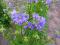 Wielosił błękitny (Polemonium caeruleum) sadzonki