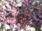 żurawka Heuchera purpurowa sadzonki