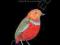 BIRDS OF BORNEO (FIELD GUIDE) Susan Myers