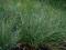 KOSTRZEWA SINA - niebieska zimozielona trawa