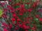 Goździk Leuchtfunk liczne czerwone kwiaty