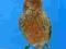 kanarek lizard czerwony samczyk kanarki