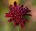 Knautia macedonica - bordowe kwiaty
