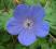Bodziszek Geranium himalaynense Baby Blue ROŚLINY