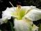 HEMEROCALLIS LILIOWIEC OGRODOWY WHITE TEMPLE