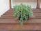 ROZCHODNIK  SEDUM LACONICUM PIĘKNY