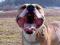pies amstaff reproduktor   !! wart uwagi