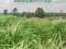 BIOFUEL CROPS: PRODUCTION, PHYSIOLOGY AND GENETICS