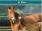 EQUINE REPRODUCTIVE PHYSIOLOGY, BREEDING AND ...