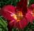 20 Hemerocallis Liliowiec Charles Johnston k