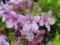 Krzewuszka WEIGELA LOOMYMANSII AUREA