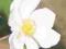 ZAWILEC  ANDREA ATKINSON ANEMONE HYBRIDA