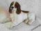 PIES PSY PIESEK COCKER SPANIEL LEONARDO PORCELANA