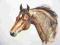 akwarela Głowa Konia Arabskiego PROMOCJA!!!!