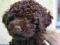 LAGOTTO ROMAGNOLO CHANTREL FCI