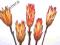 Susz egzotyczny - Protea 1szt.