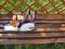 Pilarka spalinowa Stihl 026