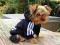 Bluza dla psa ADIDOG york chihuahua CZARNA roz***M