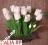 Tulipany z pąkiem białe Najwyższa jakość