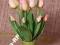 Tulipany z pąkiem żółtoróżowe Najwyższa jakość