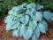 HOSTY FUNKIA HOSTA OGRODOWA BLUE ANGEL *OKAZJA*