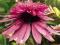 ECHINACEA JEŻÓWKA DOUBLE DECKER *OKAZJA* ŚLICZNA