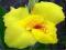 CANNA KANNA PACIORECZNIK OGRODOWY PRIMOSE YELLOW