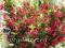 Krzewuszka WEIGELA FLORIDA RED PRINCE 30 cm