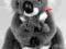 KOALA MASKOTKA PLUSZAK 21 CM
