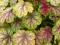 Heuchera 'Van Gogh' - Żurawka