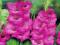 GLADIOLUS - MIECZYKI MIECZYK FIDELIO 5 szt #TANIO#