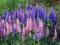 *Łubin trwały - Lupinus polyphyllus*